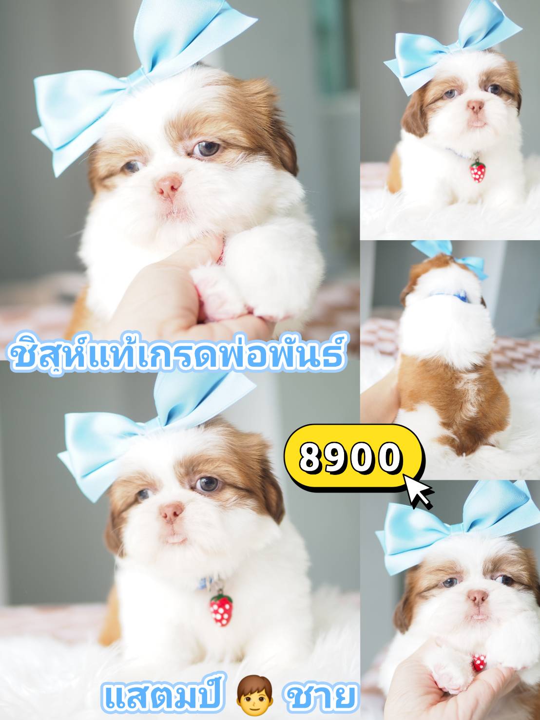 Shihtzu