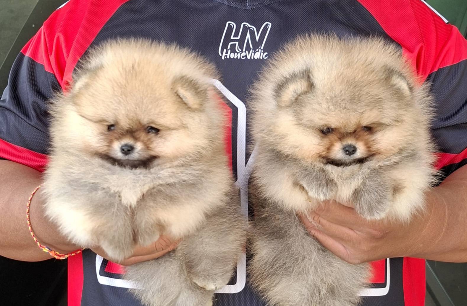 ลูกปอมเมอเรเนียนสายเลือดแชมป์เพศผู้เมียจ้า