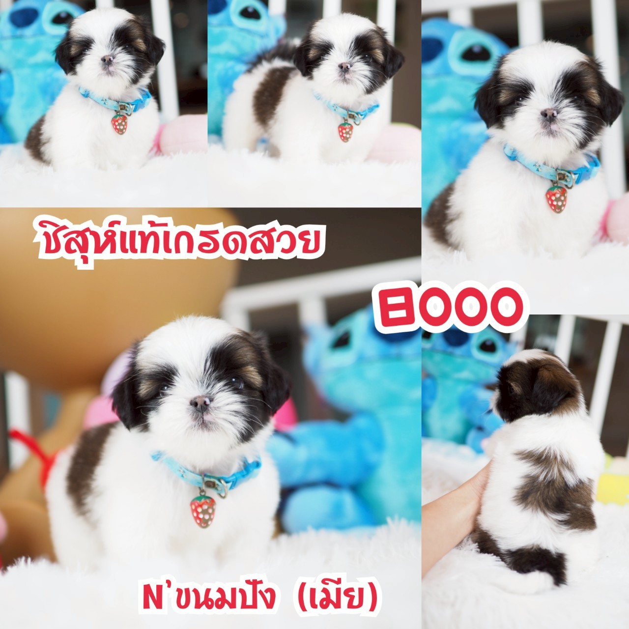ชิสุ กิ๊ฟซ่า