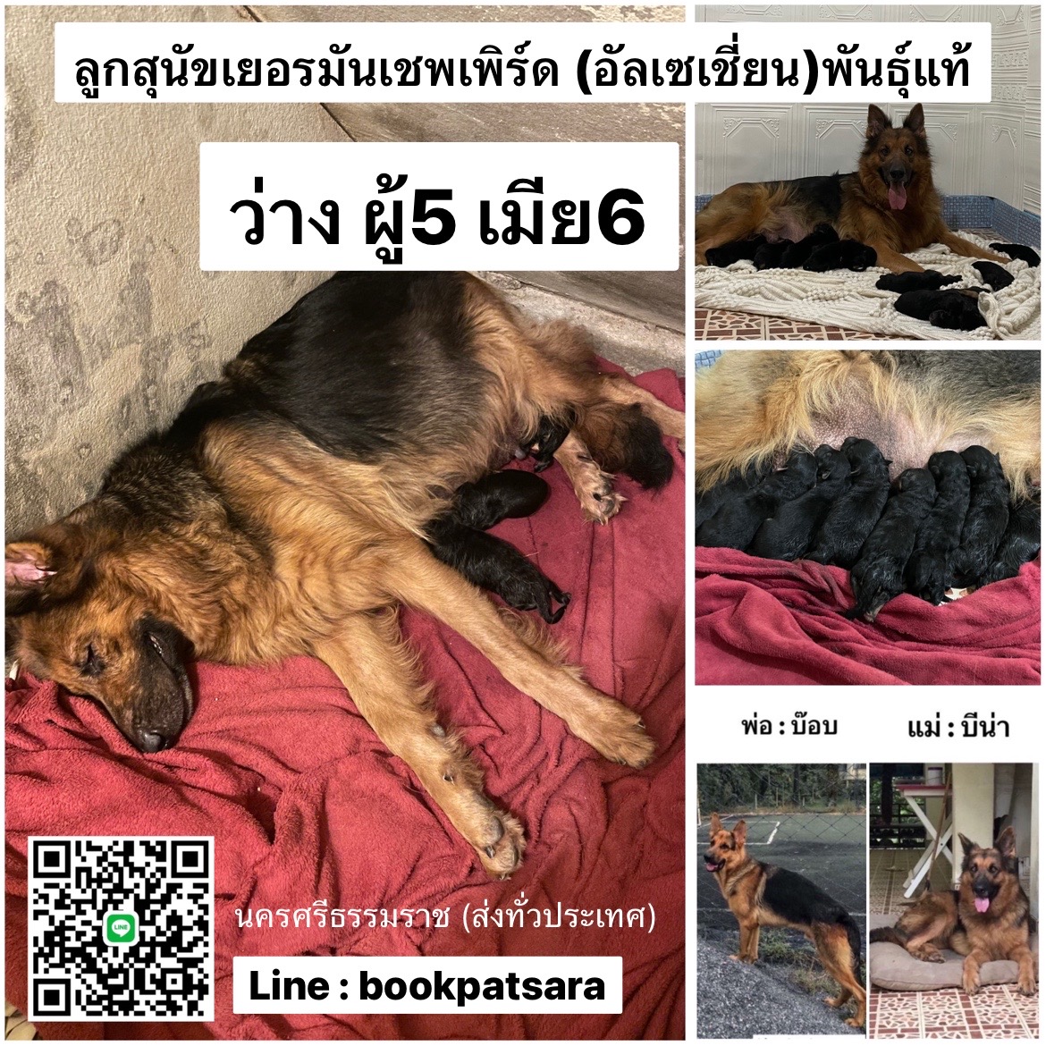 ขายลูกสุนัขเยอรมันเชพเพิร์ด(อัลเซเชี่ยน) ว่างผู้5 เมีย6