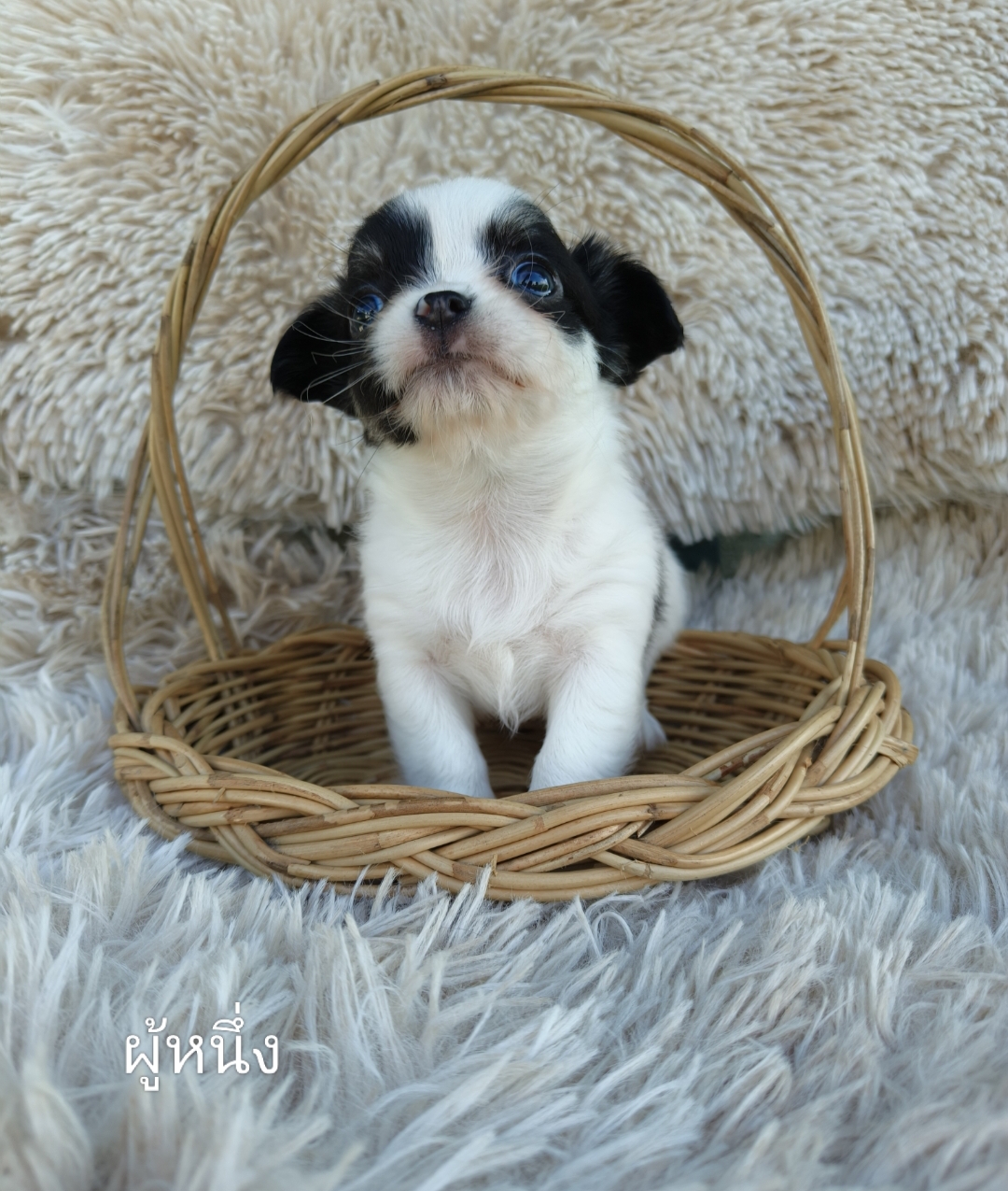 ชิวาวาขนยาว