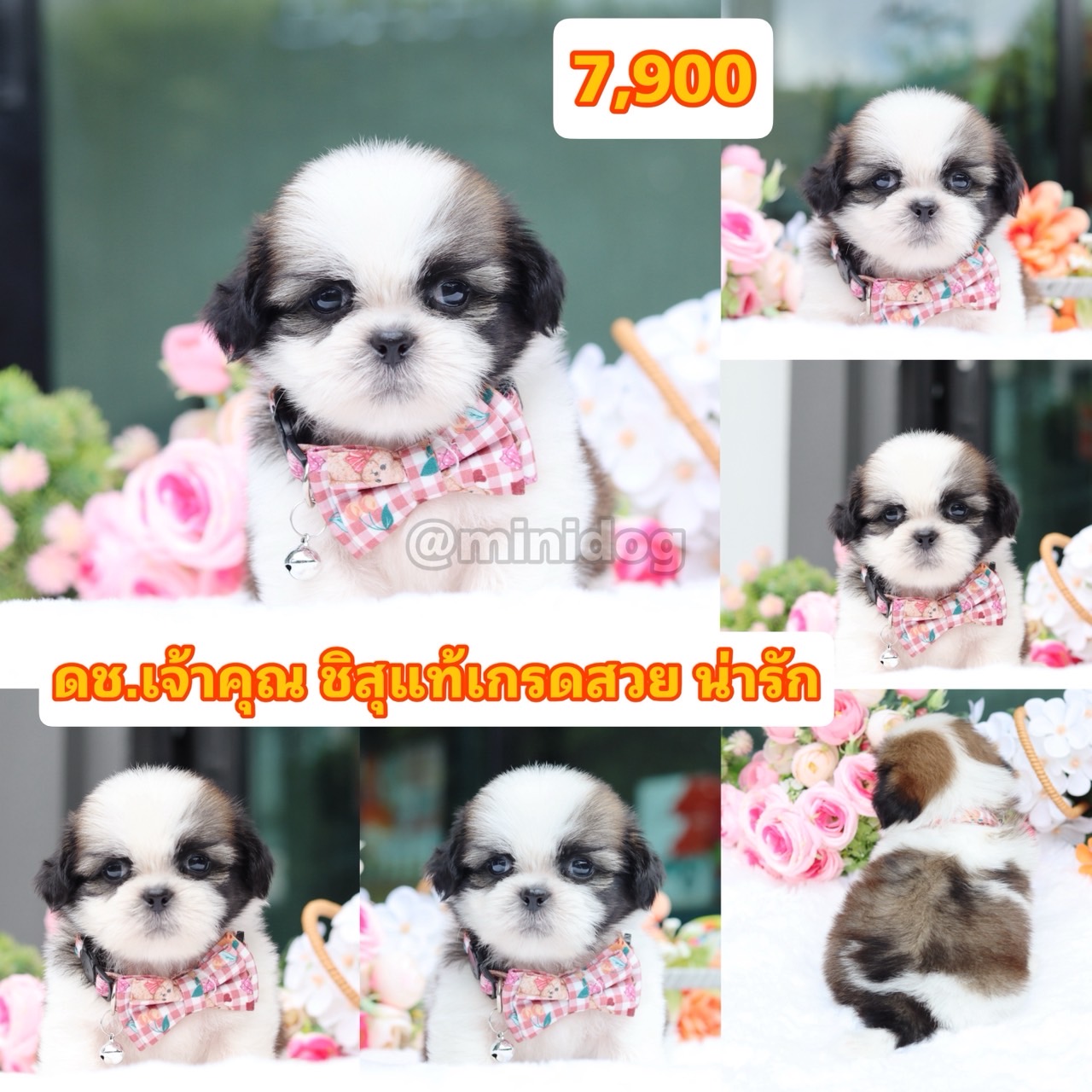 ชิสุแท้เกรดสวย