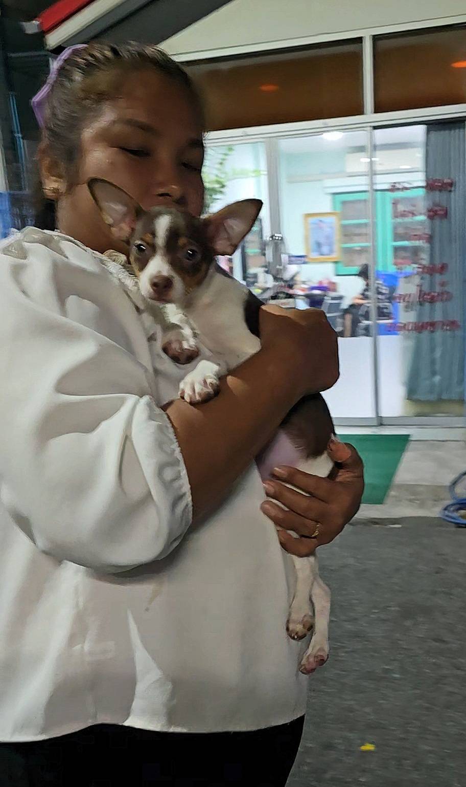 ลูกสุนัขชิวาว่าผสมมิเนเจอร์ พินท์เชอร์ สีสวยๆ แข็งแรงร่าเริง ทำวัคซีนแล้ว จาก ka...