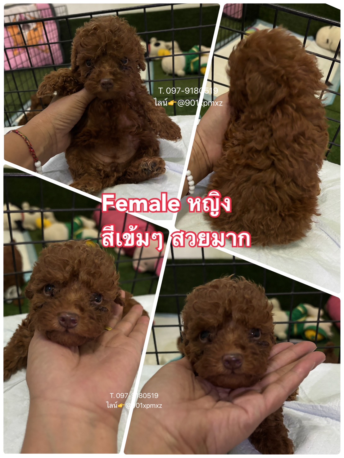 พุดเดิ้ลทอย และทีคัพ  เกรดพรีเมียม poodletoy tiny