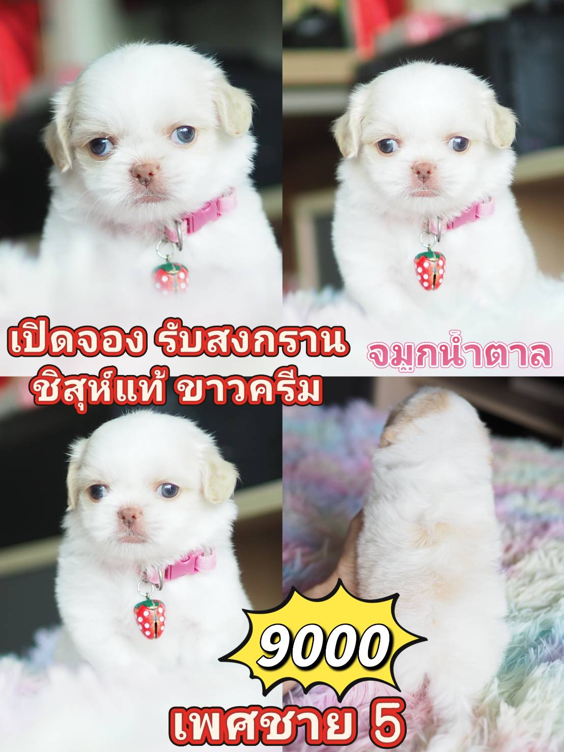 Shihtzu สีขาว สายฝ.9000
