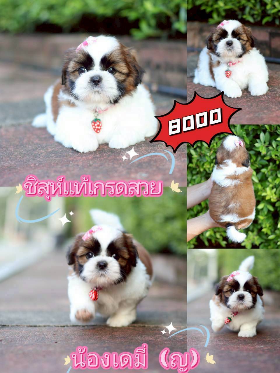 กิ๊ฟซ่า มาแบ้ว