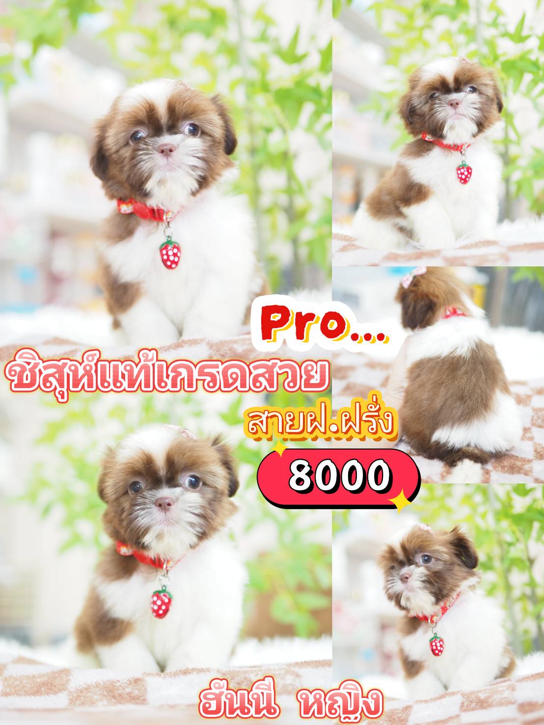 ชิสุแท้