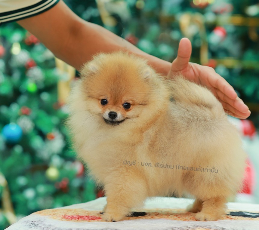 ปอมแท้ ปอมหน้าหมี HRF-10787 เพศหญิง สีส้ม ตัวจิ๋วตัวเล็ก แก้มอ้วน น่าฟัดมาก ๆ ตอ...