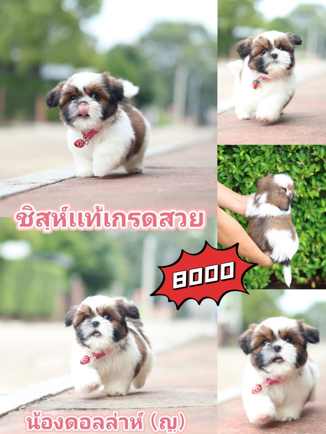 กิ๊ฟซ่าชิสุห์