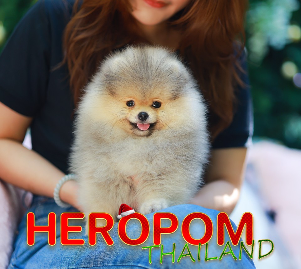 ปอมแท้ ปอมหน้าหมี HRF-10982 เพศหญิง สีส้ม อายุ 2 เดือน ขนแน่น ขาใหญ่ กินเก่ง หน้...