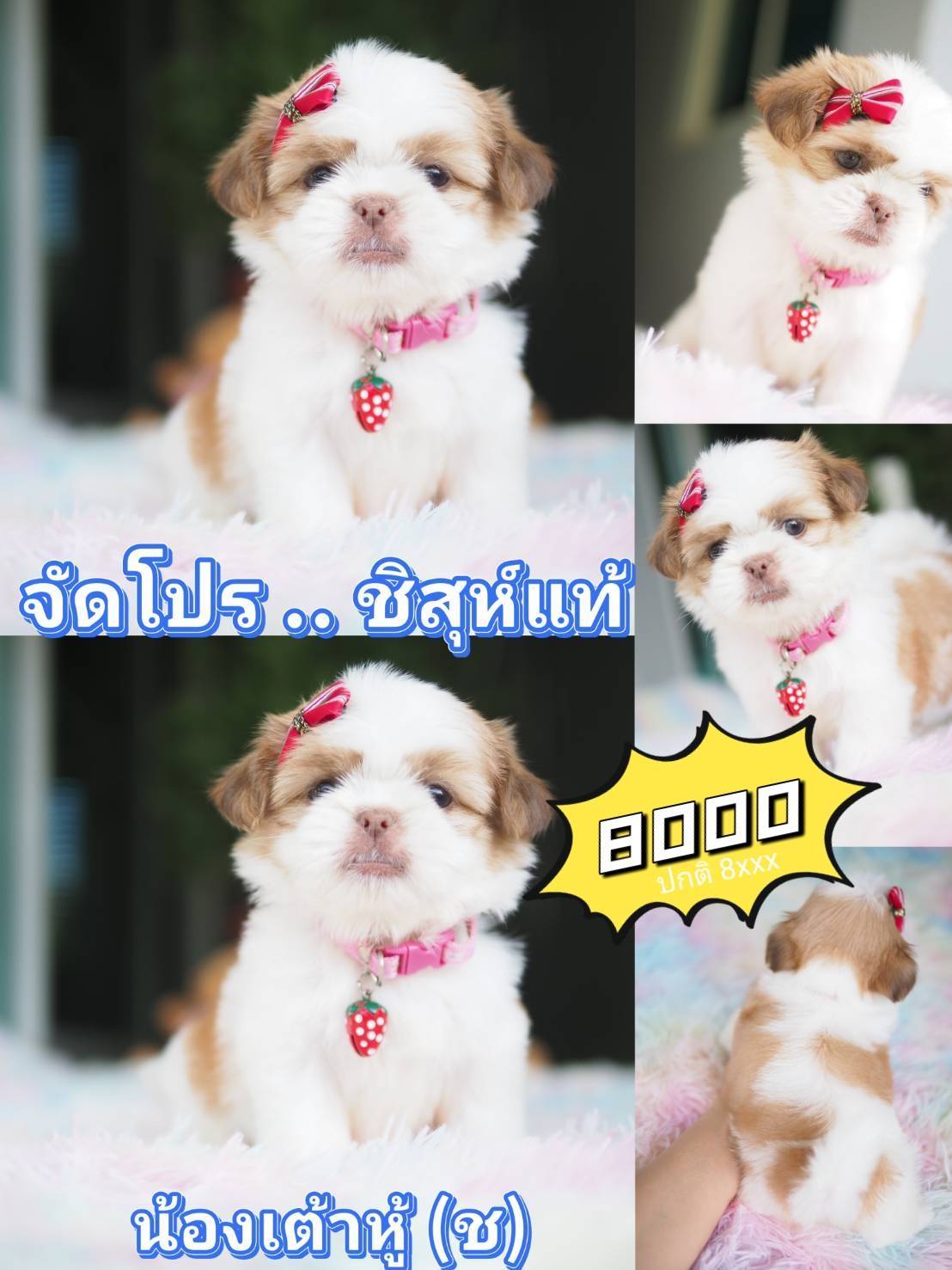 กิ๊ฟซ่า มาแล้ว