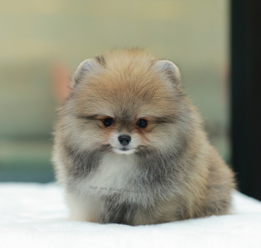 ปอมแท้ ปอมหน้าหมี HRM-10467 เพศชาย สีส้ม ตัวจิ๋วตัวเล็ก แก้มอ้วน น่าฟัดมาก ๆ ตอน...