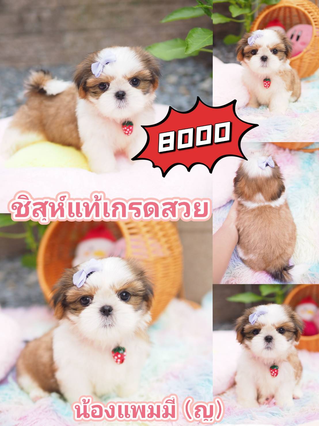 กิ๊ฟซ่า ชิสุ  ลดได้จ้า