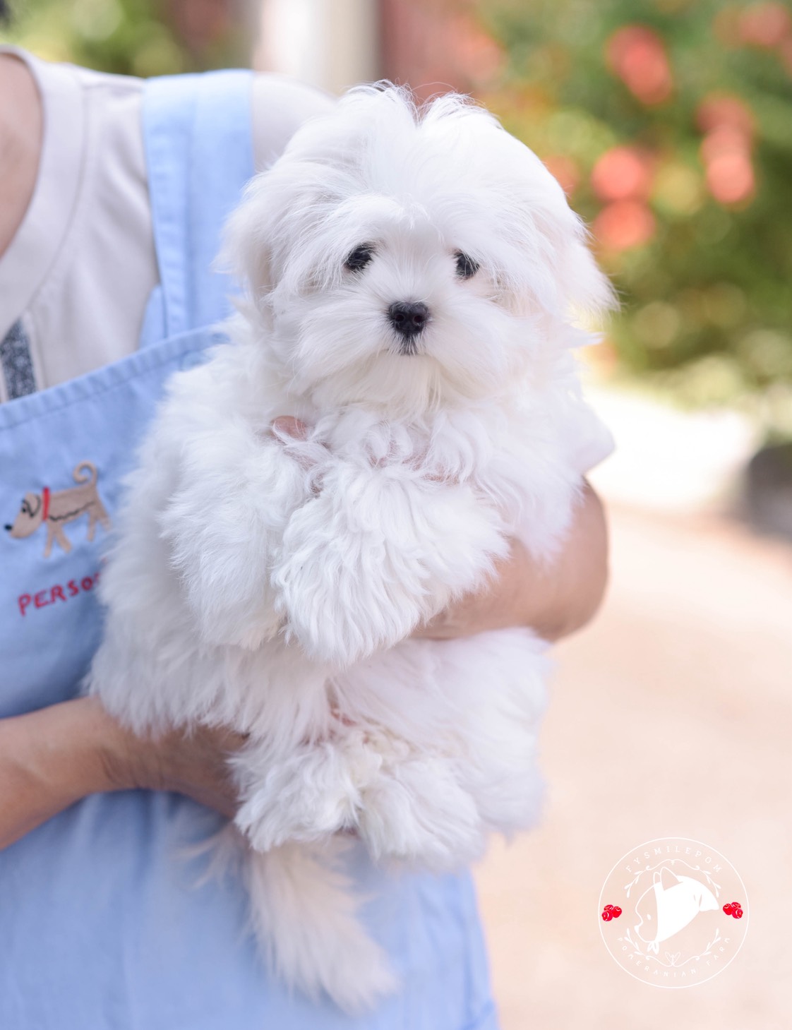 FYsmilepom น้องมอลทีส เพศเมีย หน้าตาน่ารักพร้อมย้ายบ้านค่า 0830777178 ,05