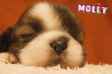 ครอกใหม่ DD Shihtzu ลูกสุนัขชิสุห์น่ารักมาแล้วครอกใหม่ล่าสุดพร้อมให้จับจอง