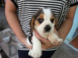 บีเกิ้ล (Beagle) อายุ 40วัน เพศเมีย