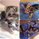 American shorthair แท้มีใบ