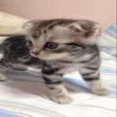 American shorthair แท้ มีใบ