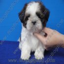 ชุดใหม่พร้อมแล้ว ลูกชิห์สุ ShihTzu เพศผู้ สายเลือดแชมป์ รหัส s23801 จาก BogBogBo...