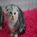 ขายเด็กหญิง Scottish fold ตัวอ้วนๆ หน้ากลมๆ ค่ะ