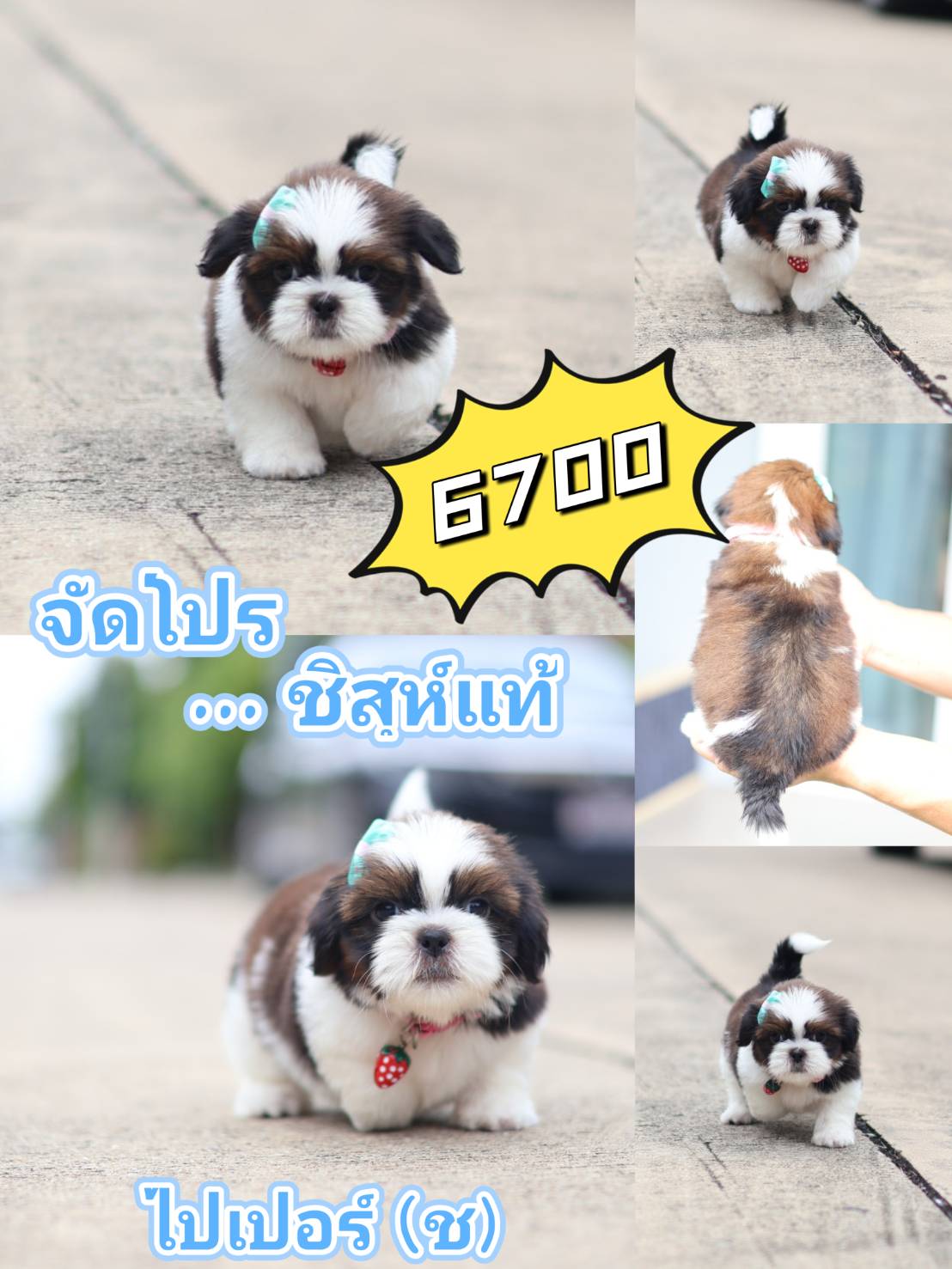 กิ๊ฟซ่า มีโปร นะ