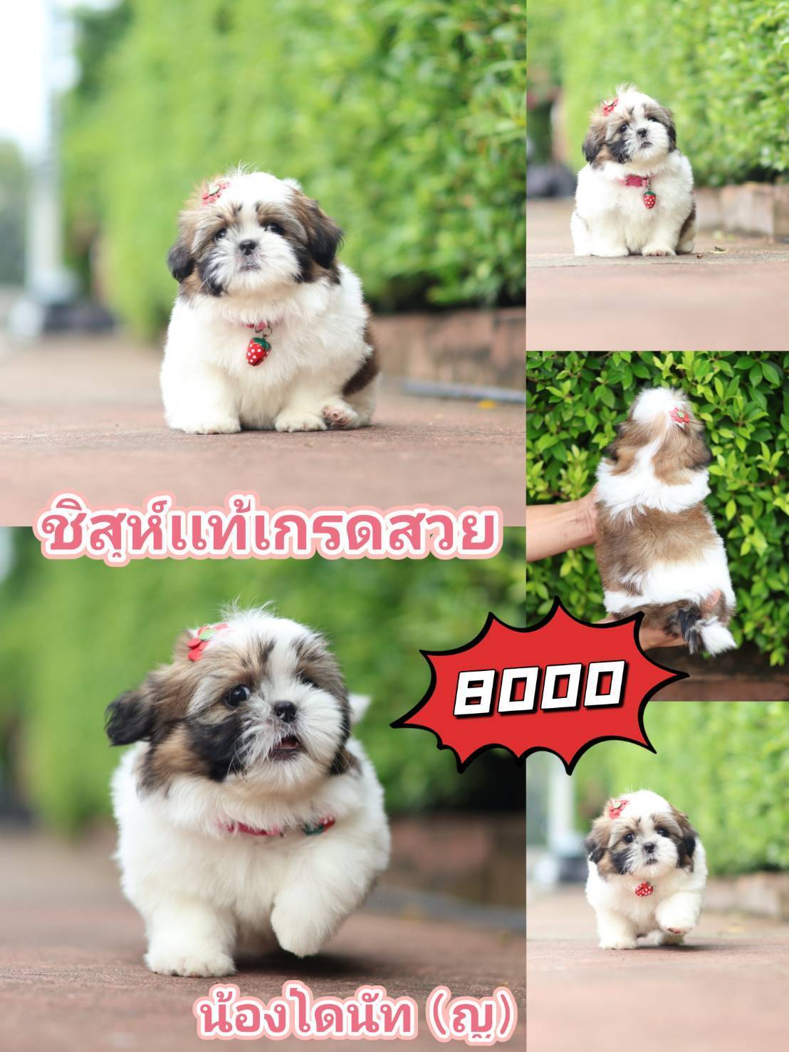 กิ๊ฟซ่าชิสุห์