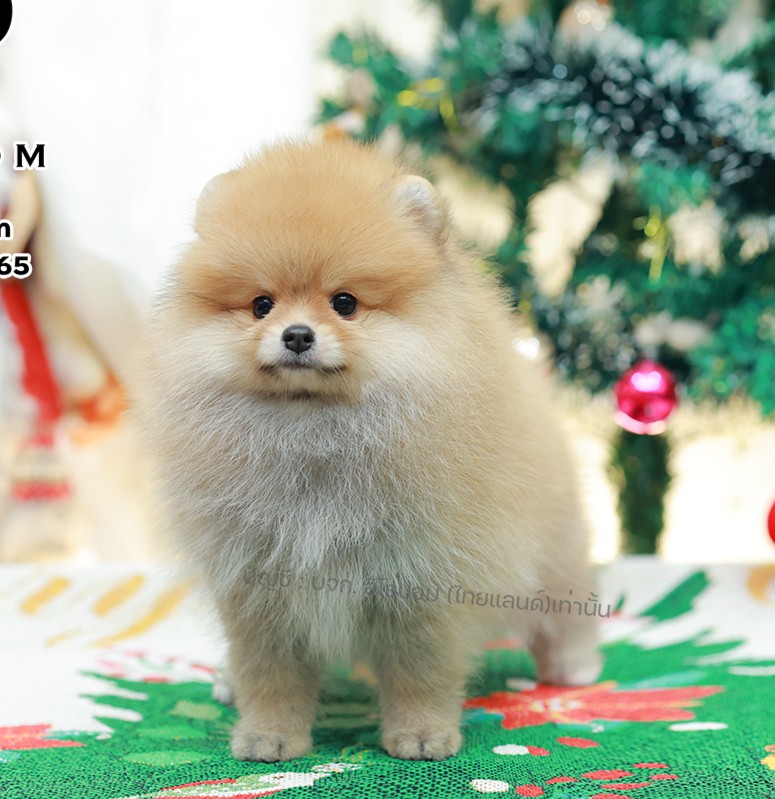 ปอมแท้ ปอมหน้าหมี HRF-10981 เพศหญิง สีส้ม ตัวจิ๋วตัวเล็ก แก้มอ้วน น่าฟัดมาก ๆ ตอ...