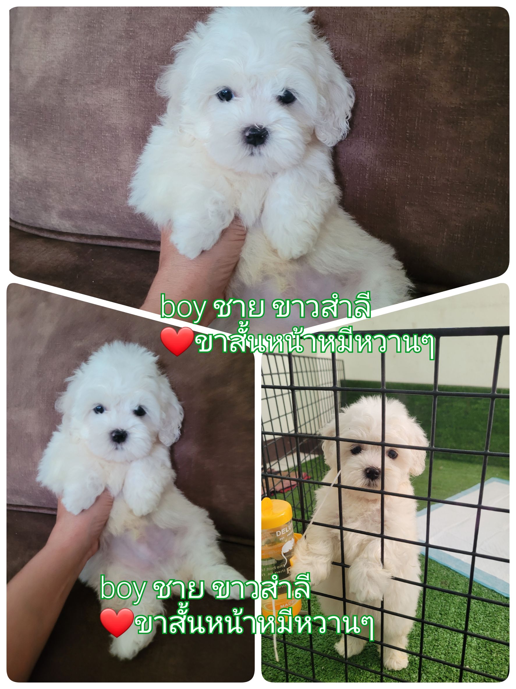 ด่วน จัดโปรของขวัญ poodletoy tiny  พุดเดิ้ลทอย เกรดพรีเมียม