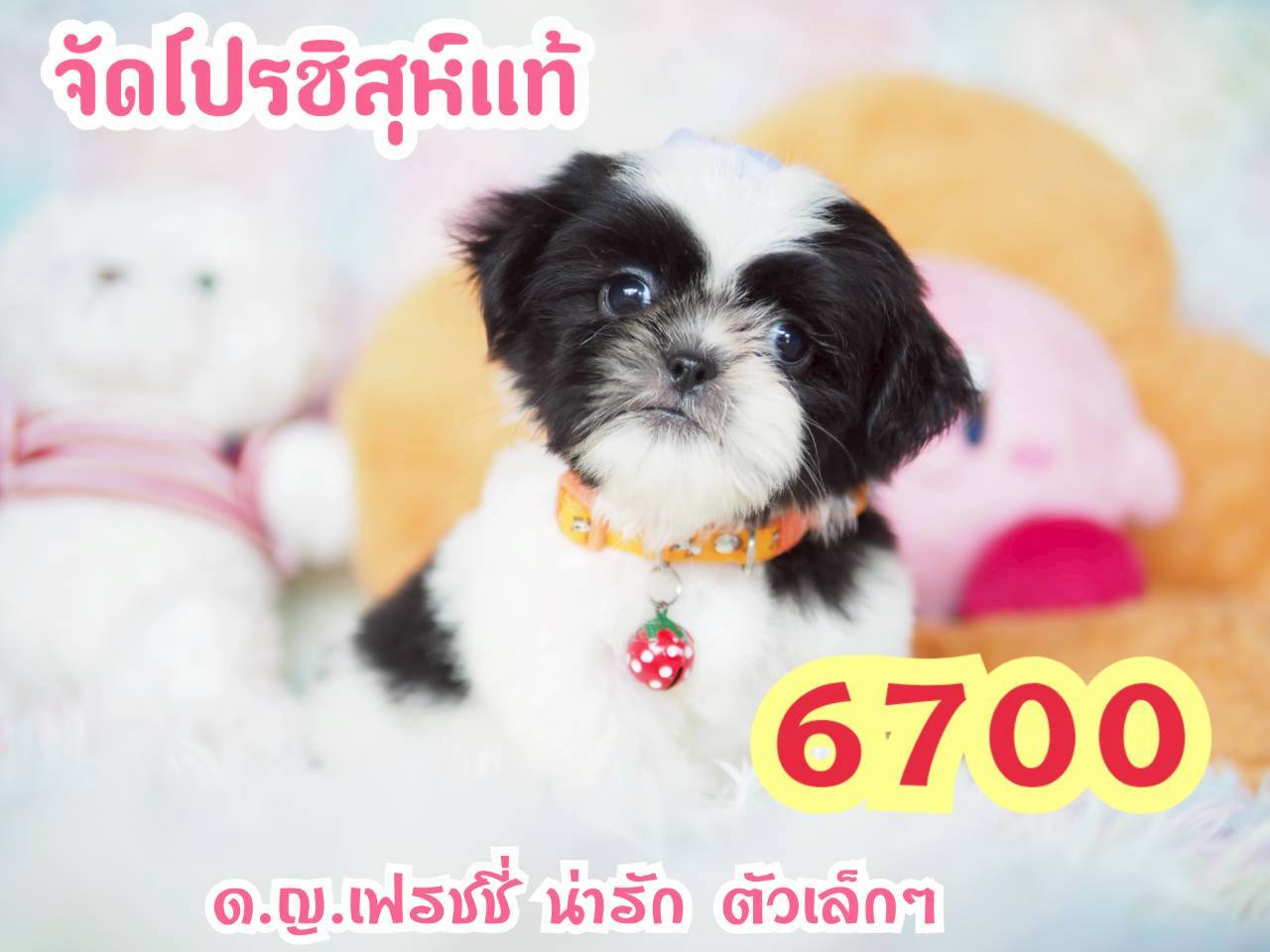 กิ๊ฟซ่า ชิสุแท้ จัดโปร