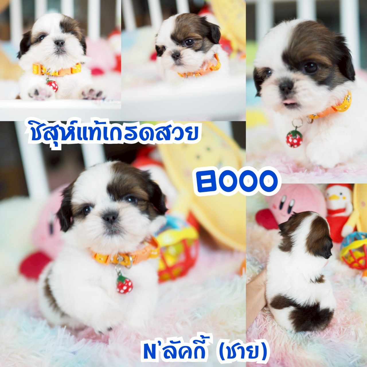 ชิสุ กิ๊ฟซ่า