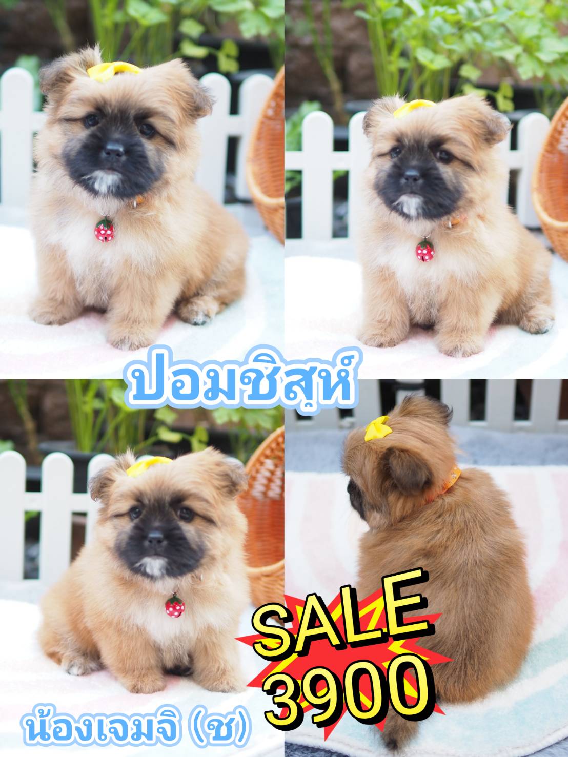 กิ๊ฟซ่า มาแล้ว