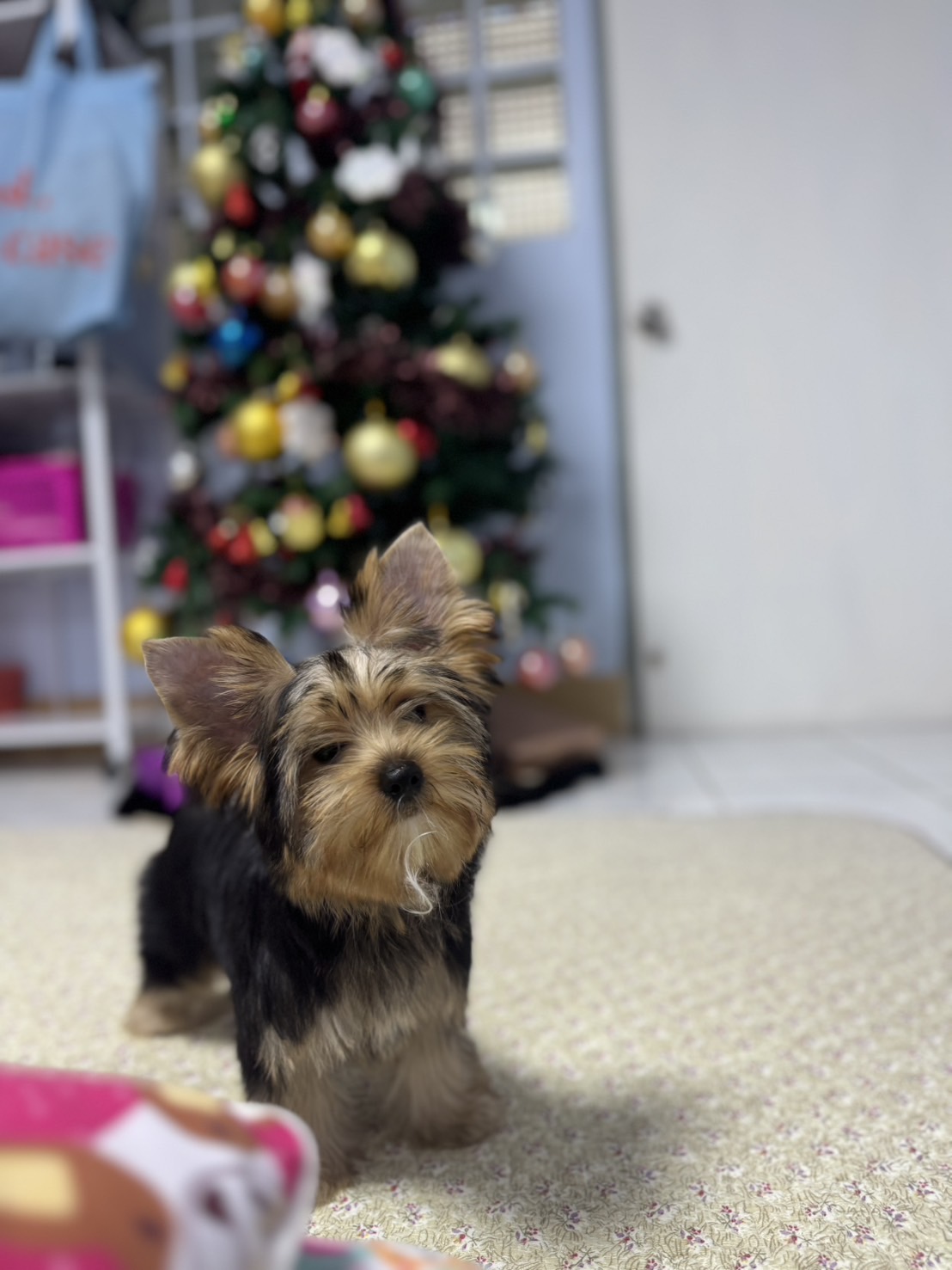 ยอร์คเชียร์เพศเมียและผู้ไซด์ทอย