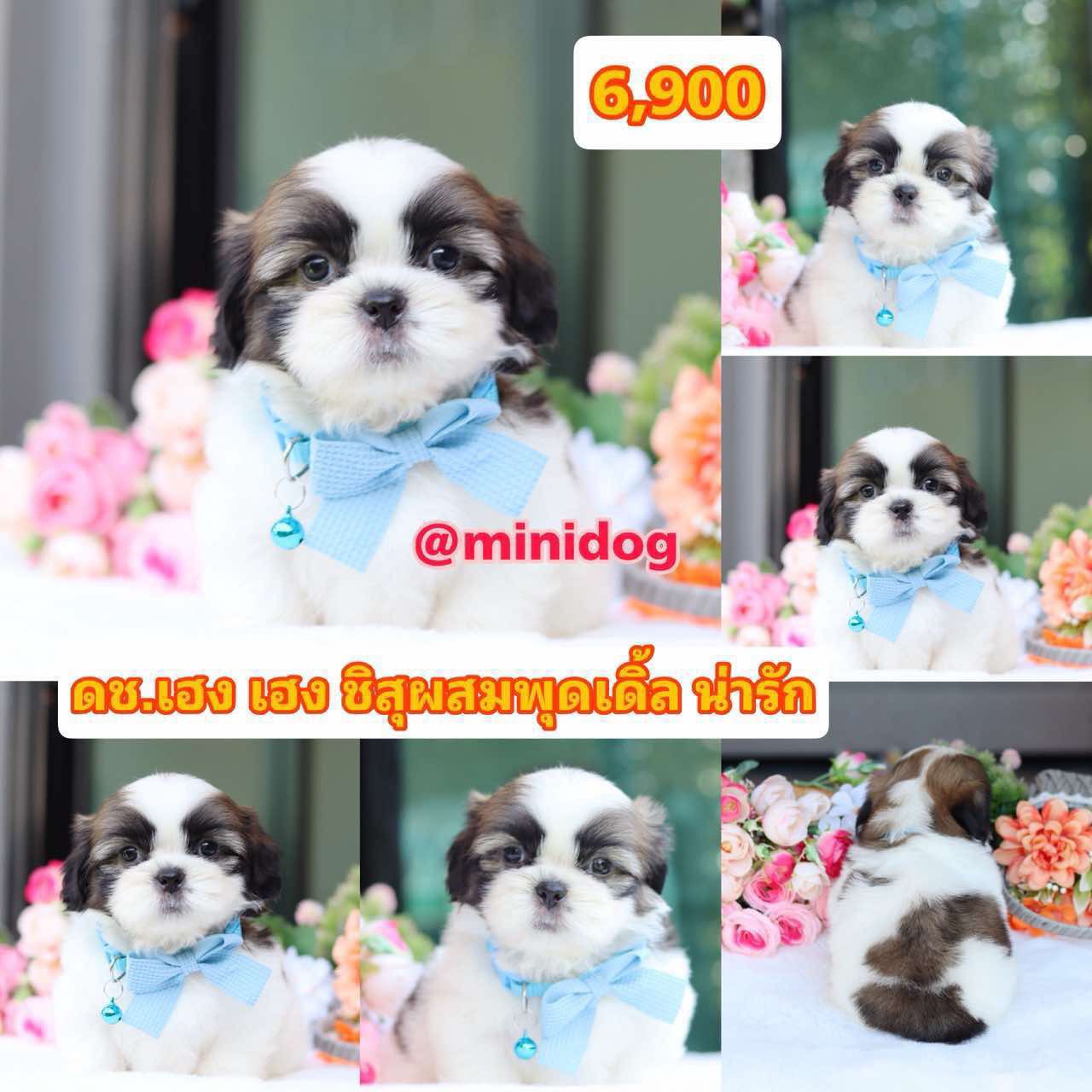 ชิสุผสมพุดเดิ้ล