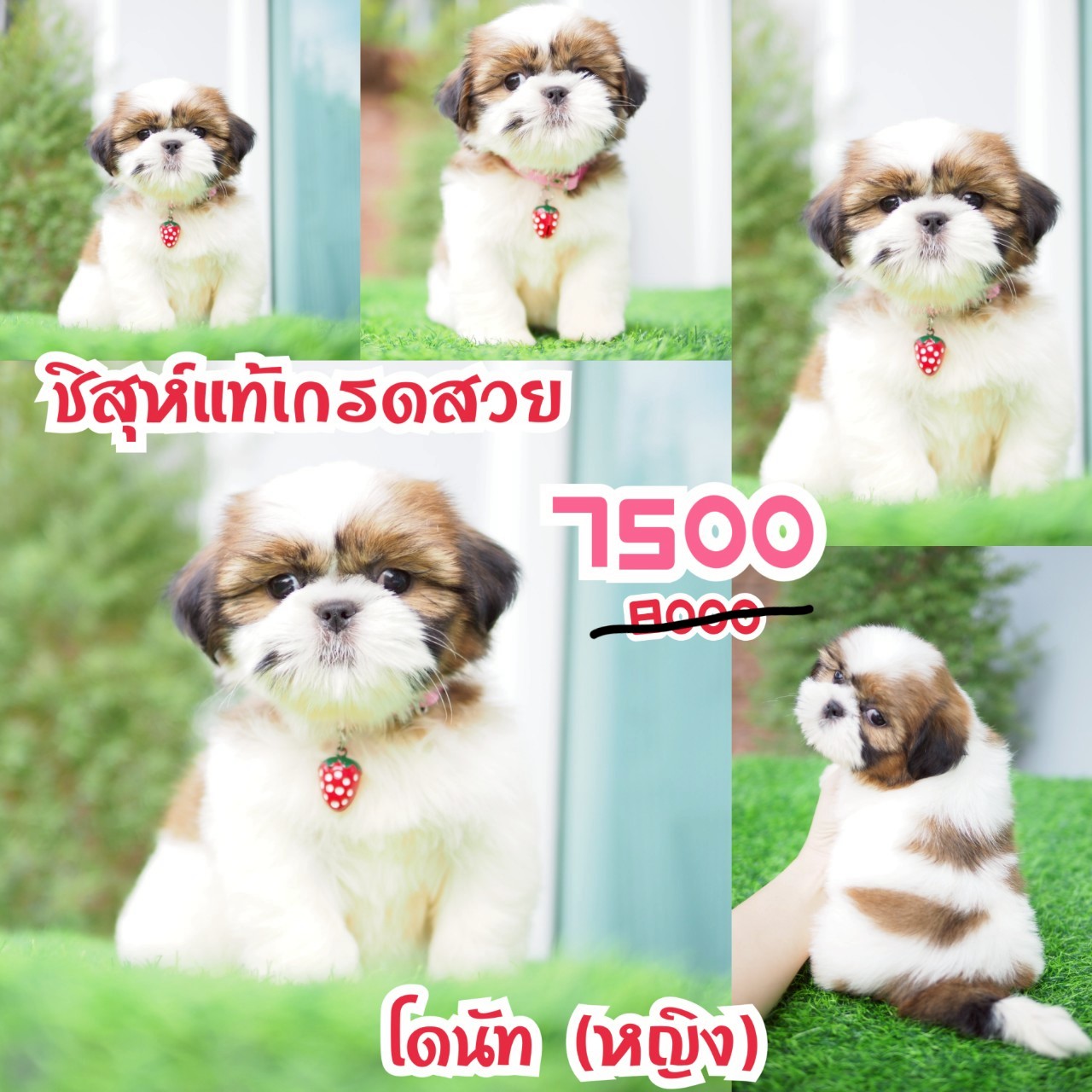 ชิสุห์แท้ กิ๊ฟซ่า