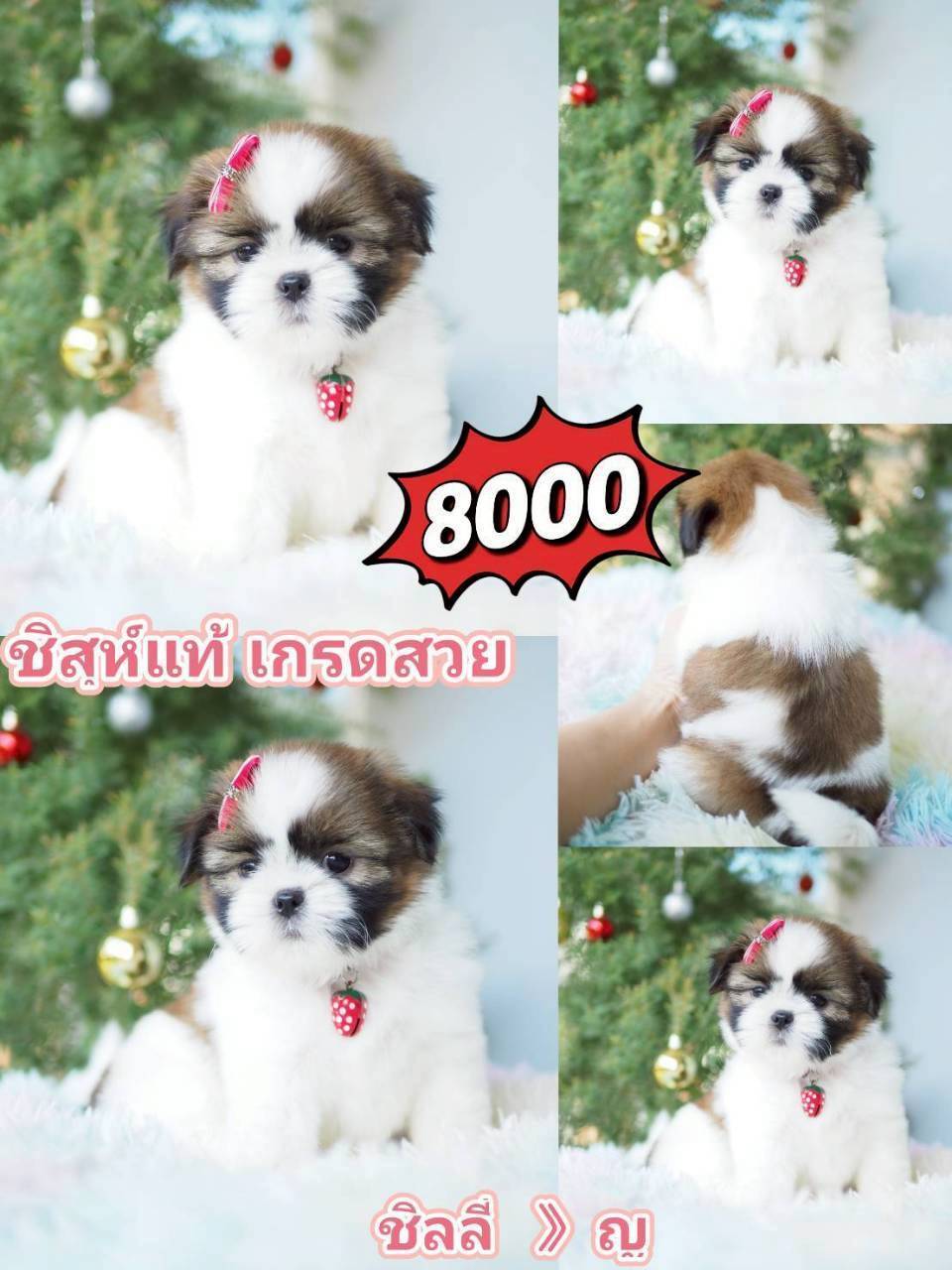 กิ๊ฟซ่า