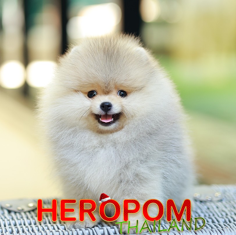 ปอมแท้ ปอมหน้าหมี HRF-10988 เพศหญิง สีส้ม อายุ 2 เดือน ขนแน่น ขาใหญ่ กินเก่ง หน้...