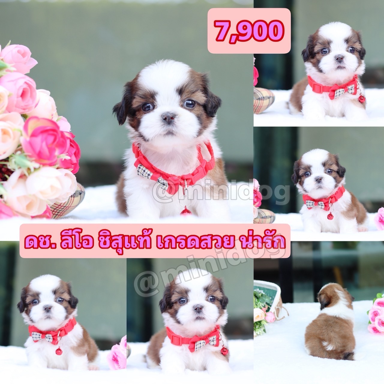 ชิสุแท้เกรดสวย