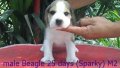 บีเกิ้ล (Beagle) อายุ 25วัน เพศผู้ M2 (Sparky)