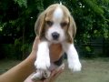 ลูกบีเกิ้ล (BEAGLE) ผู้ 3 เมีย 1 สายเลือดดี น่ารัก แข็งแรง