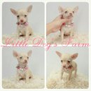 LITTLE DOG'S FARM : น้องได้บ้านใหม่แร้วค่ะ เพศเมีย สีครีมสวยนวล สายชอคโกแลต น่าร...