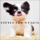 LITTLE DOG'S FARM : น้องได้บ้านใหม่แล้วค่ะ ชิวาวาขนยาวเพศเมียสีแฟนซี