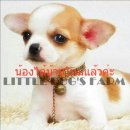 LITTLE DOG'S FARM : น้องได้บ้านใหม่แล้วค่ะ สาวน้อยขนสั้น ตัวเล็กๆ