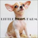 LITTLE DOG'S FARM : สาวน้อยขนสั้น สีขาว-น้ำตาล น่าตาแบ๊ว ราคาเบาๆค่ะ