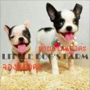 LITTLE DOG'S FARM : ย้ายบ้านหมดแล้วค่ะ  จิ๋วแต่แจ๋วจ้า ราคาเบาๆนะค่ะ