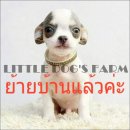 LITTLE DOG'S FARM : ย้ายบ้านแล้วค่ะ ชิวาวา ขนสั้น สีแฟนซีขาว-เทา มีคิ้วมีแก้ม น่...