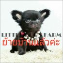 LITTLE DOG'S FARM : ย้ายบ้านแล้วค่ะ สาวน้อยชิวาวา ขนยาวสีดำ ตาโตๆน่ารักๆจ้า