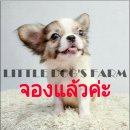 LITTLE DOG'S FARM : จองแล้วค่ะ ชิวาวาขนยาว สีแฟนซีขาว-น้ำตาล หน้าสวย น่ารักๆ มีค...