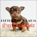 LITTLE DOG'S FARM : ย้ายบ้านแล้วค่ะ สาวน้อยชิวาวาขนสั้น สีชอคโกแลตฯ ตัวเล็กๆ อัพ...