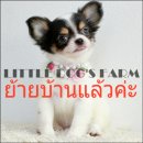 LITTLE DOG'S FARM : ย้ายบ้านแล้วค่ะ สาวน้อยชิวาวาขนยาว สีแฟนซีขาว-ดำ น่ารักๆค่ะ