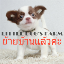 LITTLE DOG'S FARM : ย้ายบ้านแล้วค่ะ สาวน้อยชิวาวา ขนยาวสีแฟนซีขาว-ชอคโกแลต น่ารั...